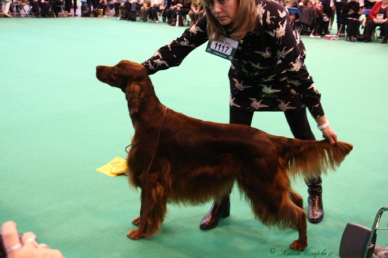 Crufts2011_2 096.jpg